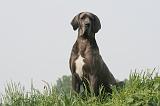 DOGUE ALLEMAND 487